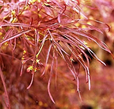 Acer palmatum 'Red Pygmy' - mapleridgenursery